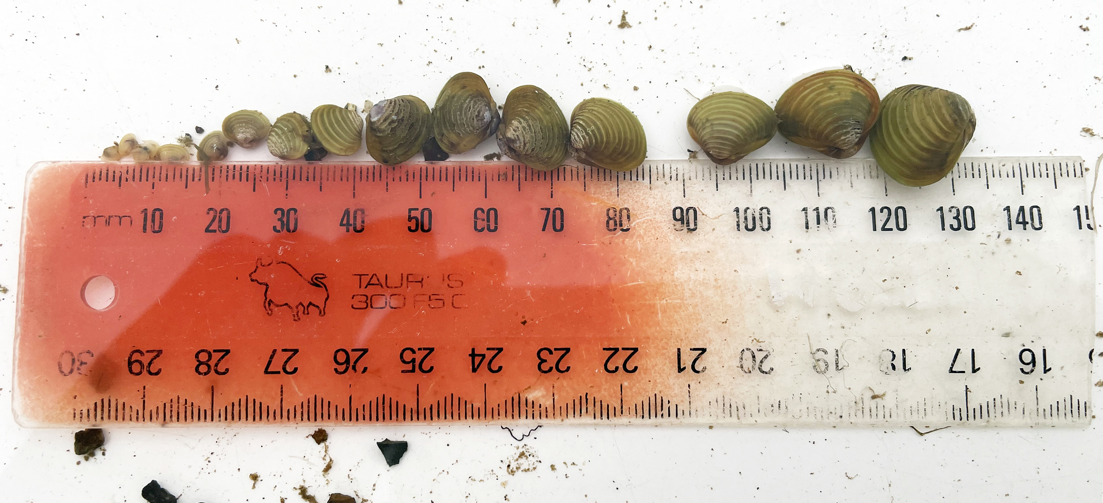 Clams of various sizes lined up against a ruler from smallest to biggest.