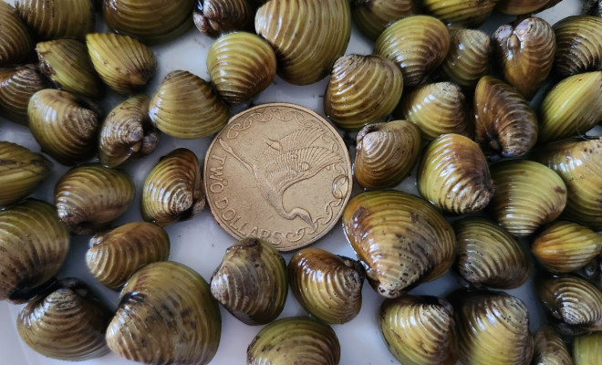Freshwater gold clams with a 2 dollar coin for scale