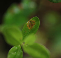 Close up of Myrtle rust on plant