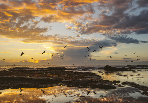 Seabirds flying on the coast at sunrise.