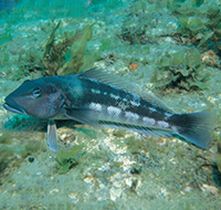 blue cod resting on coral rock