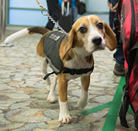 detector dog at the airport