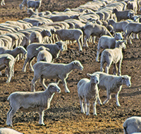sheep on dry ground