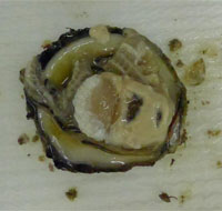 oyster