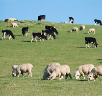 sheep and cows
