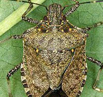 Brown marmorated stink bug 200 190