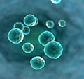 Biological Industries Research Fund