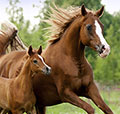 Animal welfare complaints
