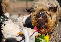 Using animal feeds