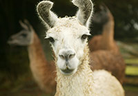 alpaca with alpacas in background