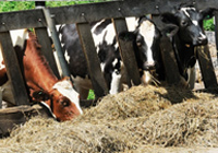 Why eradication?