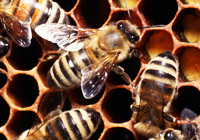 bees on honeycomb