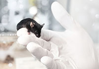 mouse sitting on a white gloved hand