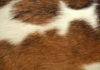 cowhide close up