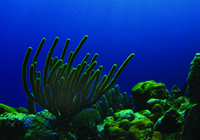 Benthic areas