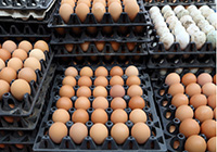 eggs in stacked trays