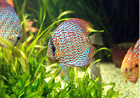 fish in aquarium