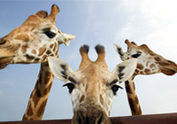 giraffes head and shoulder profiles