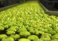 green apples floating in water