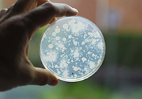 hand holding petri dish up to the light