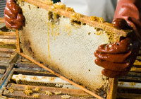 beehive frame resting on top of a hive