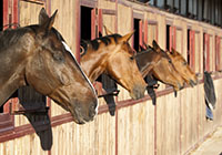 horses linked up in a stalls