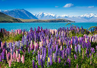 lake tekapo mountains lupins 200 140