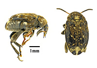 Pea weevil top and side view