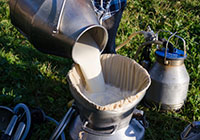 raw milk filtered into a milk can