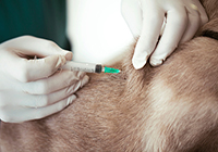 hands wearing white gloves injecting animal