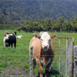 cows in a fenced pasture