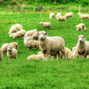 nz sheep two 200 140