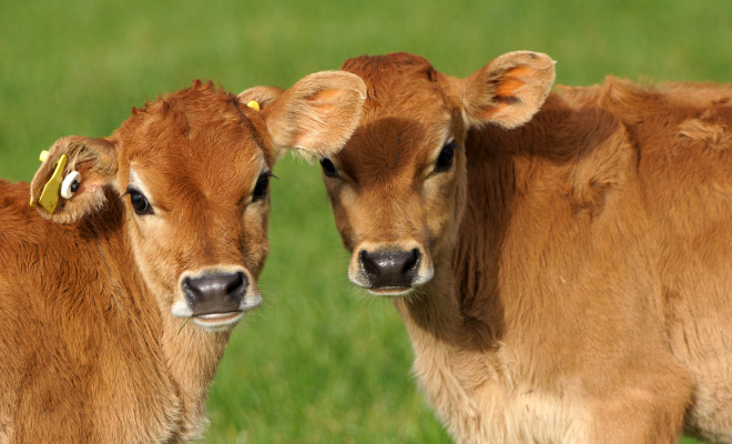 2 cute calves with identification tags.