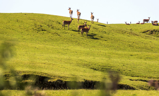 Deer on grassy hill at NZ deer farm.