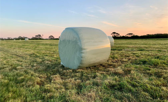 Plastic-wrapped hay bale in middle of field.