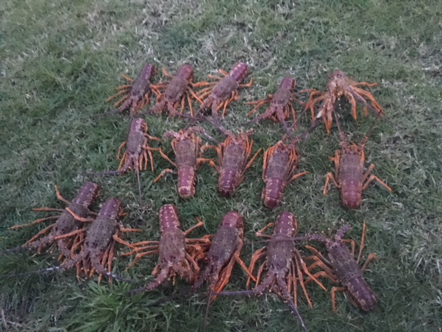 crayfish