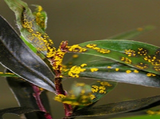Myrtle Rust growing on leaves