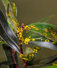 Myrtle Rust growing on leaves