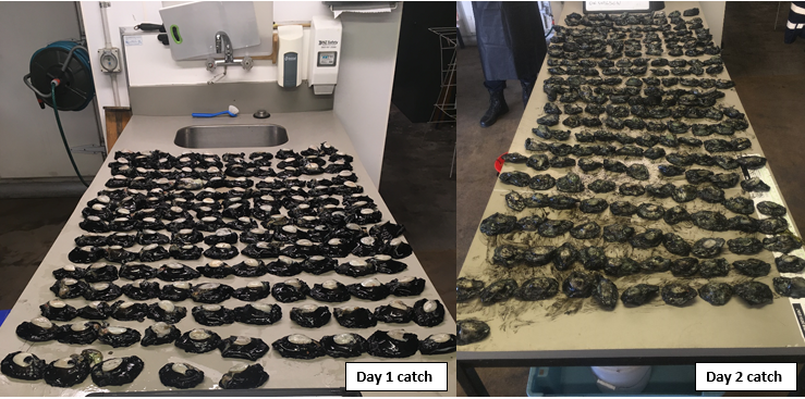 undersized and in excess of legal catch limit for 2 days