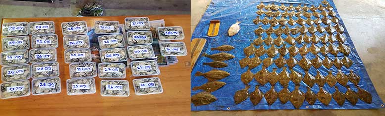 More than 3 times the daily limit of both flounder (right) and oysters (left).