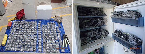 bagged paua, dive gear and freezers