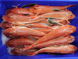 A tub of red gurnard on ice