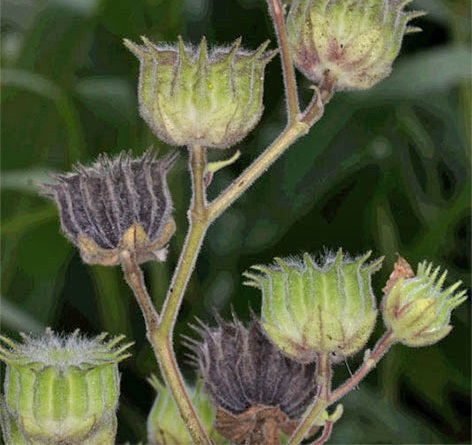 Black and green velvetleaf seed pods