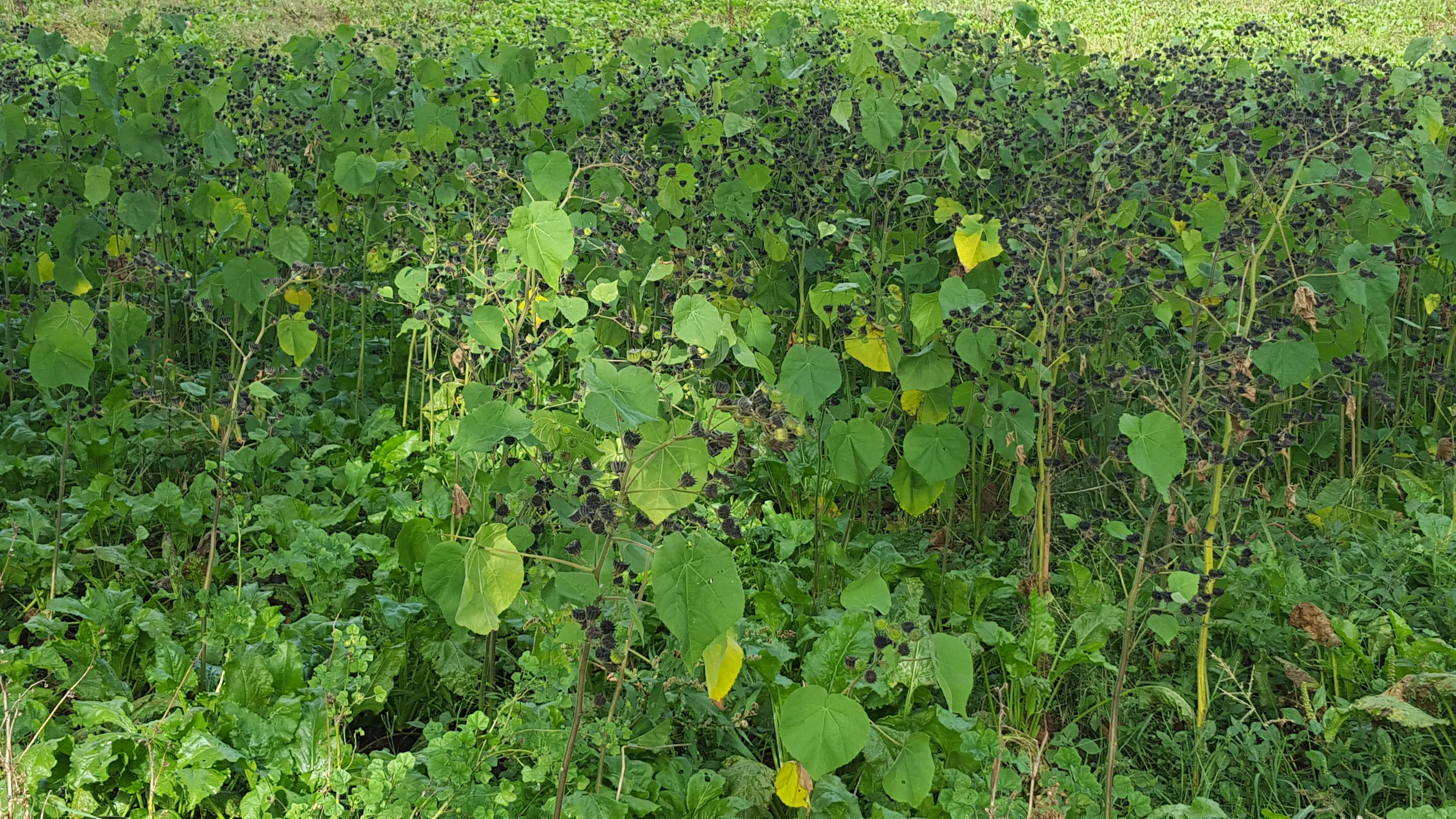 Patch of land overgrown with a lot of velvetleaf plants, showing 3 years of growth.