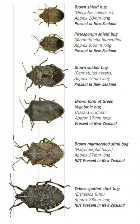 BMSB Comparisons v2 Brown marmorated stink bug alongside similar insects to illustrate their size and differences. The brown marmorated stink bug is larger than the species which are currently present in New Zealand.