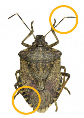 Brown shield-shaped bug with striped antennae and abdomen