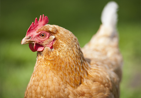 Chicken in a field