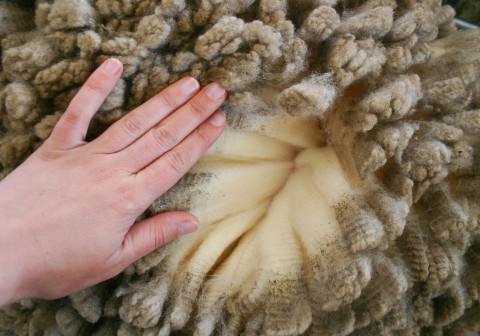 Hand parting clumps of thick wool.