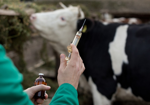 Veterinarian with syringe on farm