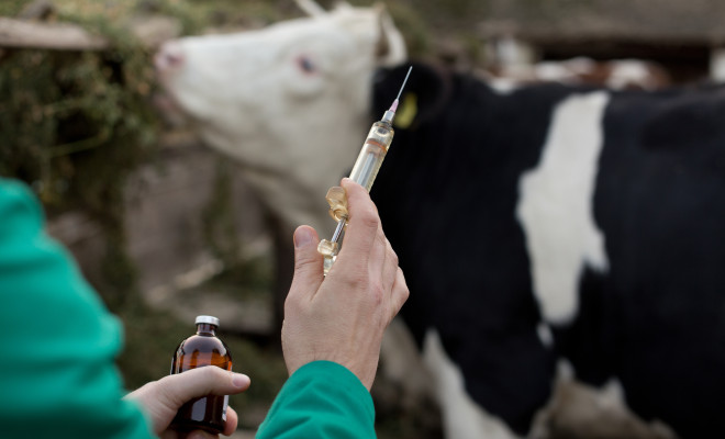 Veterinarian with syringe on farm